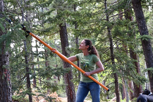 A Wildfire Partners participant trims branches on the lower part of a tree near her house. The technique know as low-limbing reduces that chances of a ground fire spreading into the canopy of trees. (Photo courtesy Wildfire Partners)